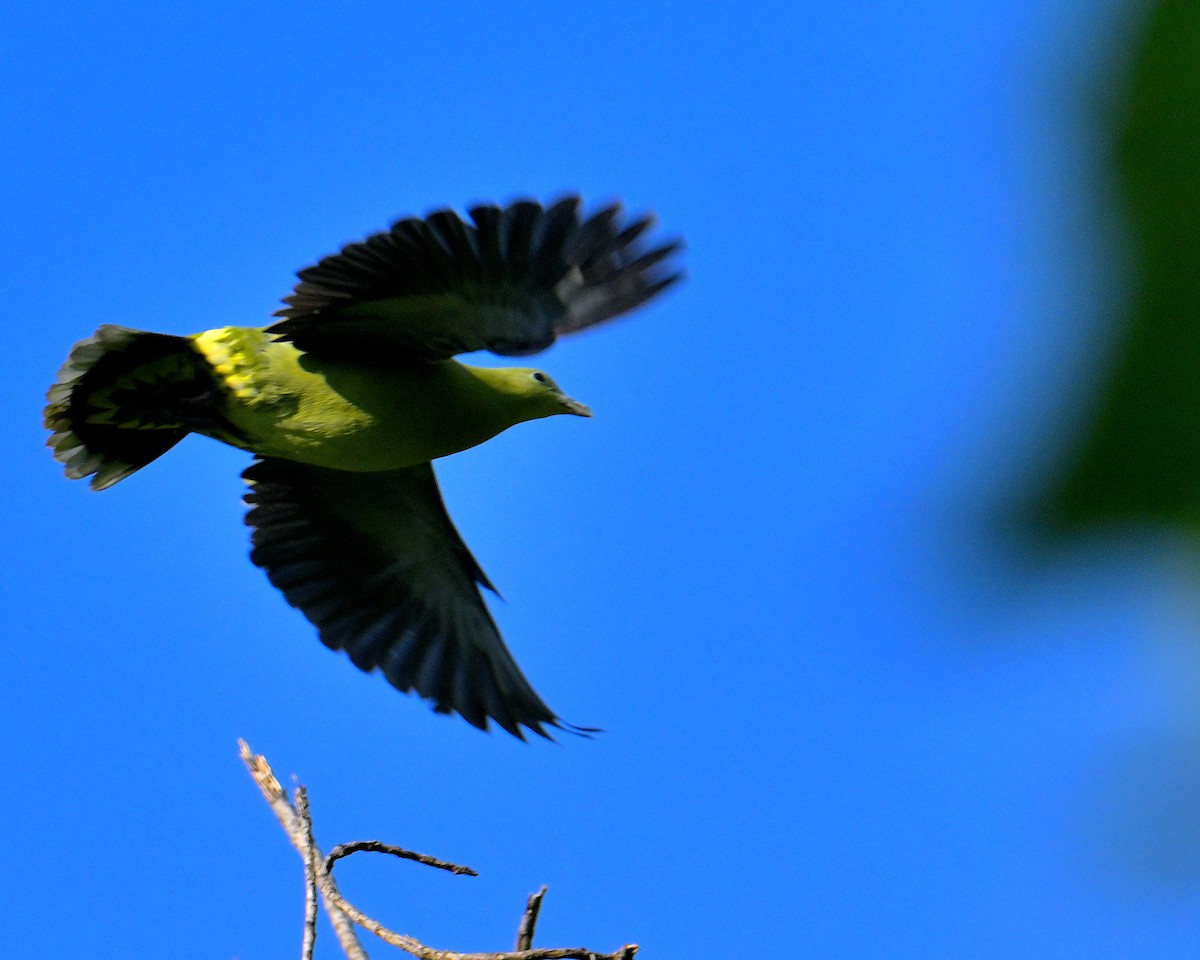 Andaman Green-Pigeon - ML633432778