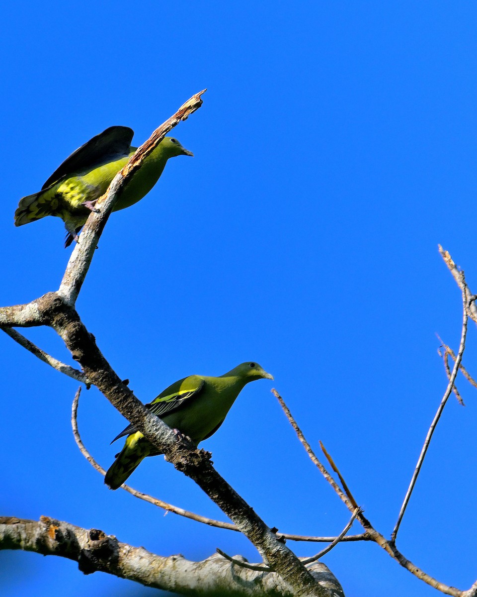 Andaman Green-Pigeon - ML633432780