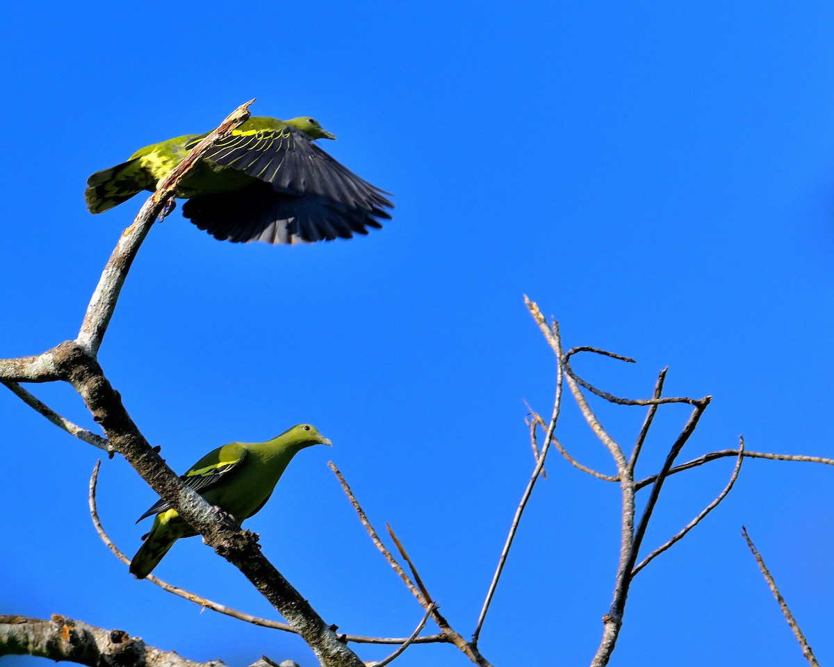 Andaman Green-Pigeon - ML633432782