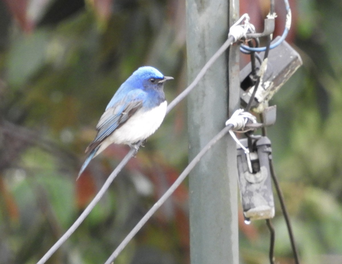 Blue-and-white Flycatcher - ML633432805