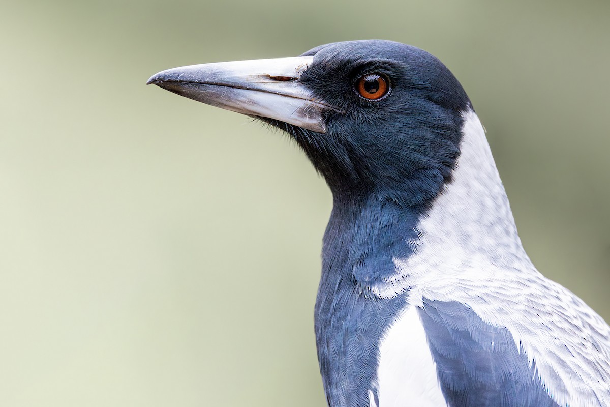 Australian Magpie - ML633432832