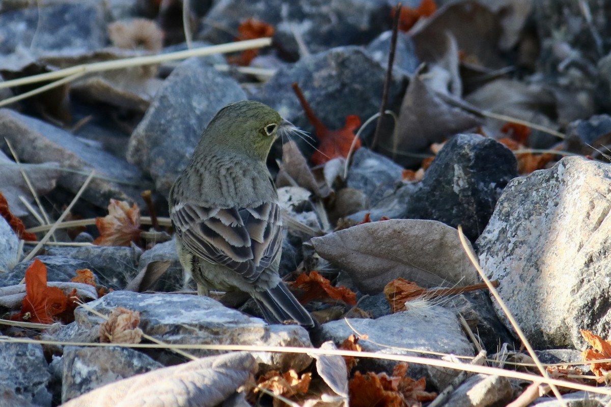 strnad šedý - ML633432890