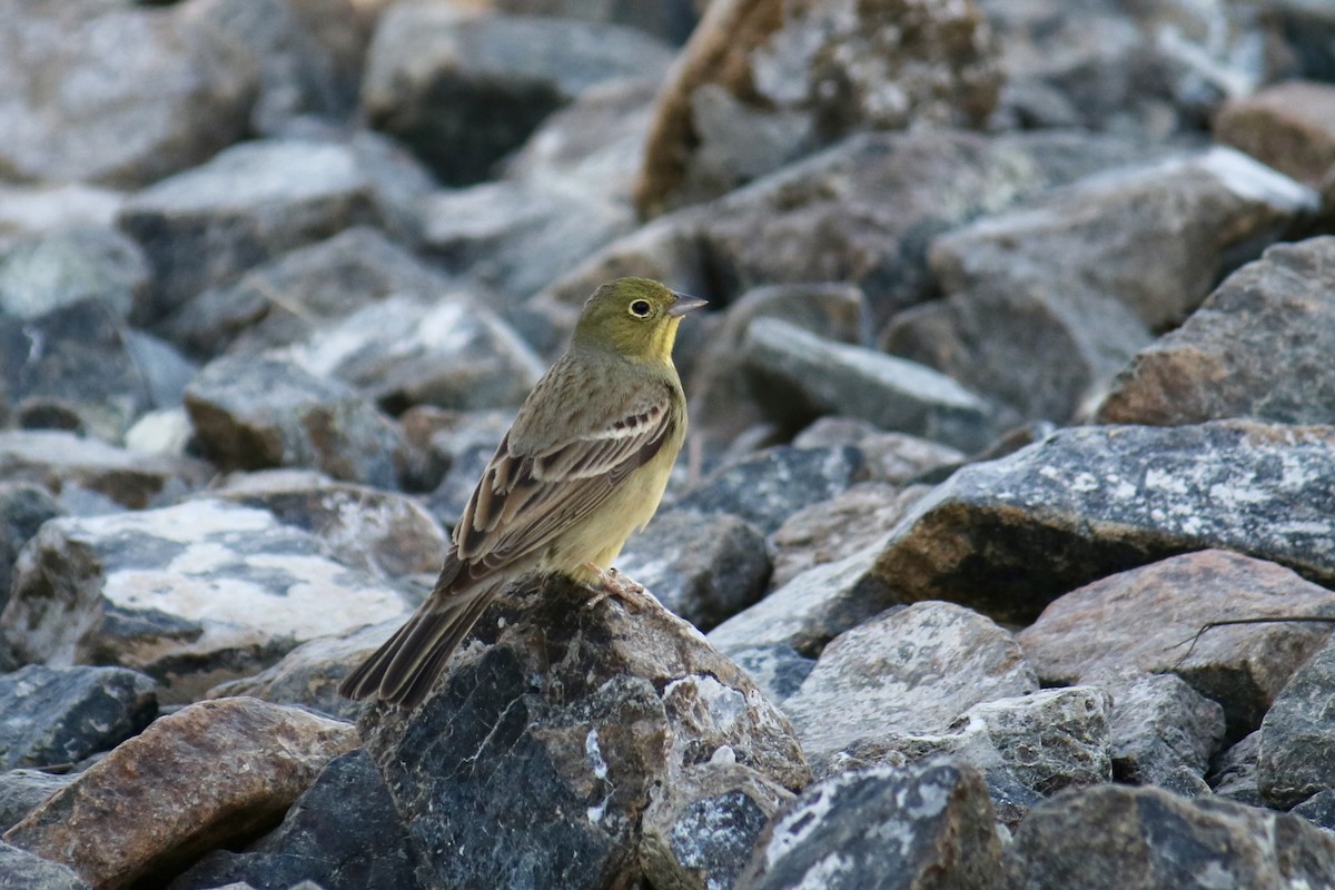 strnad šedý - ML633432892