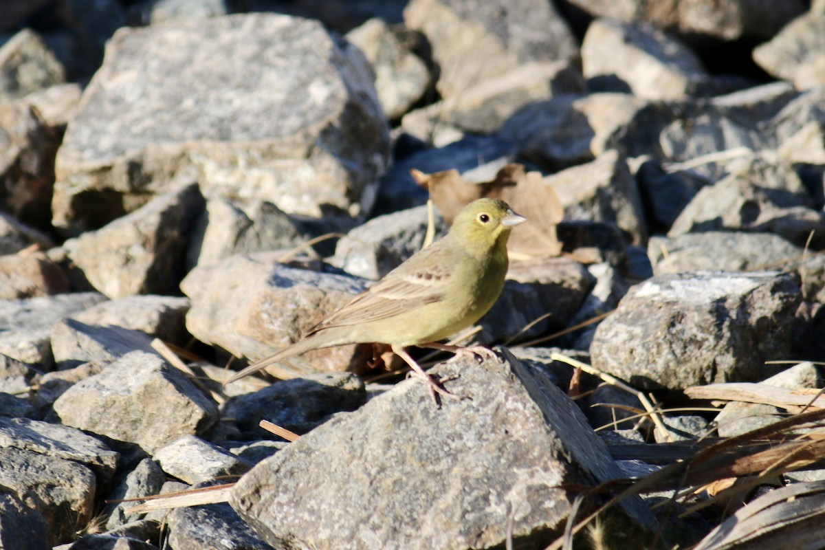 strnad šedý - ML633432893