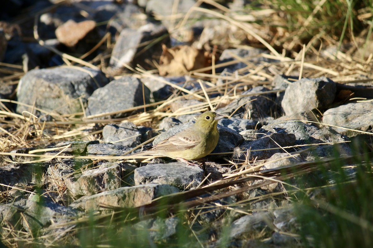 Cinereous Bunting - ML633432894