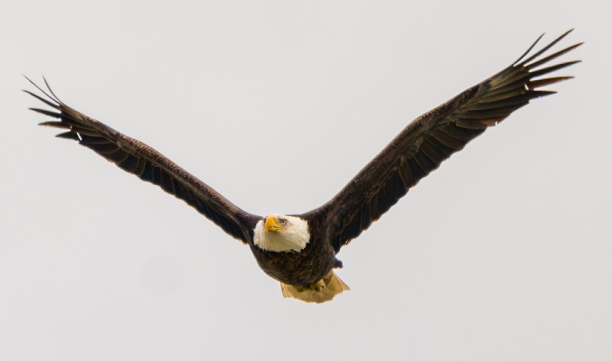 Bald Eagle - ML633432903