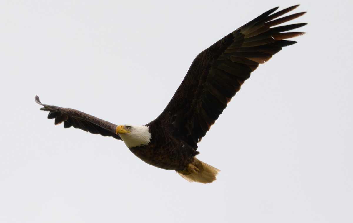 Bald Eagle - ML633432904