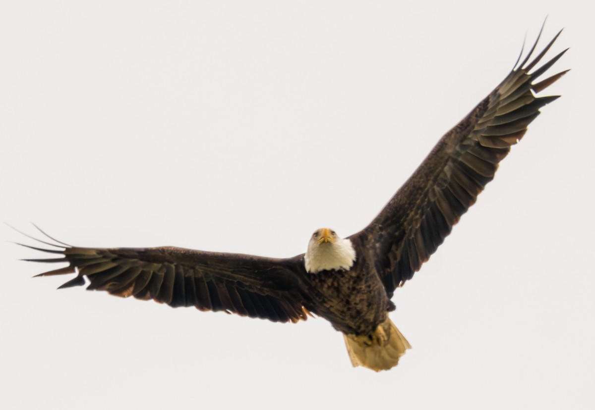 Bald Eagle - ML633432905