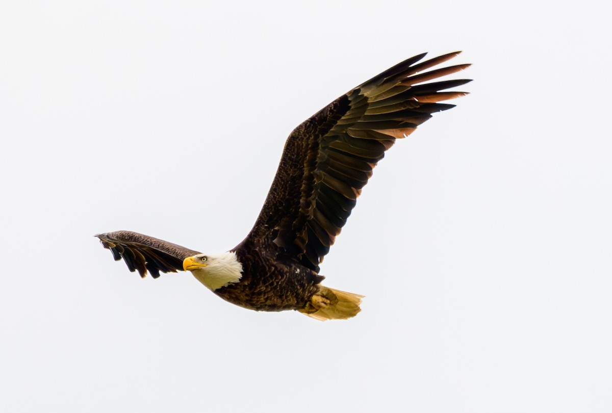 Bald Eagle - ML633432906