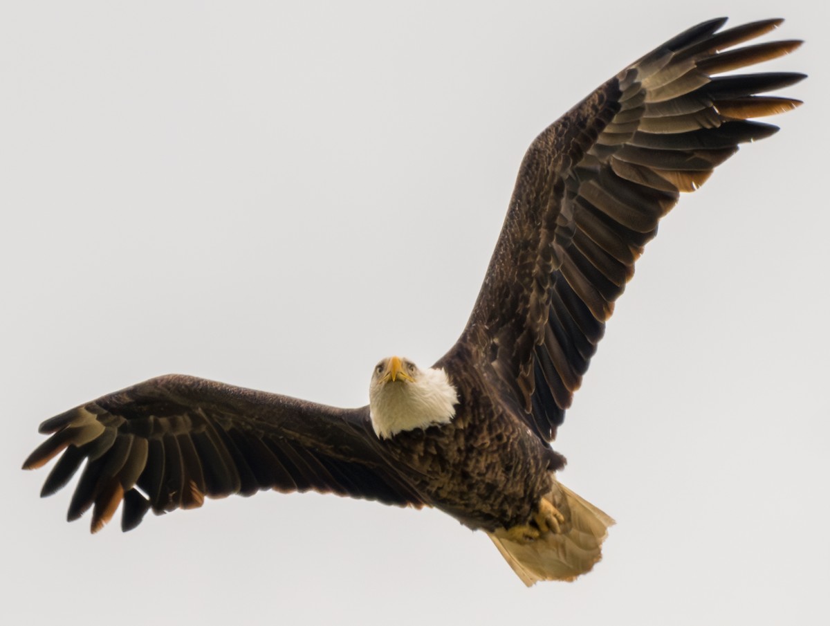Bald Eagle - ML633432907