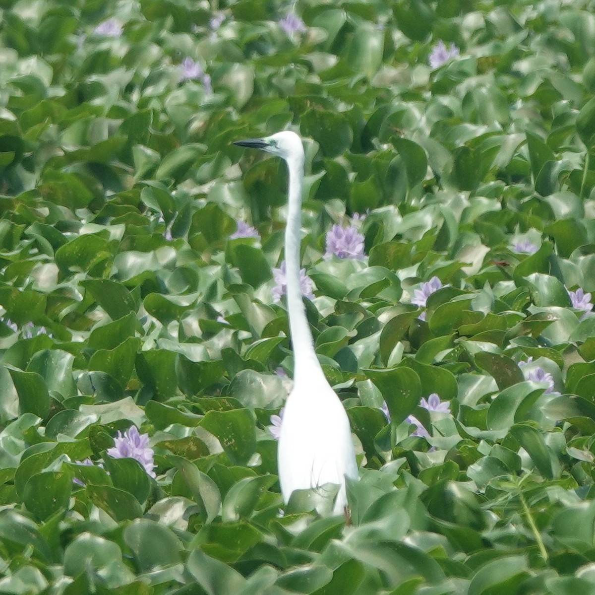 Airone bianco maggiore - ML633432966