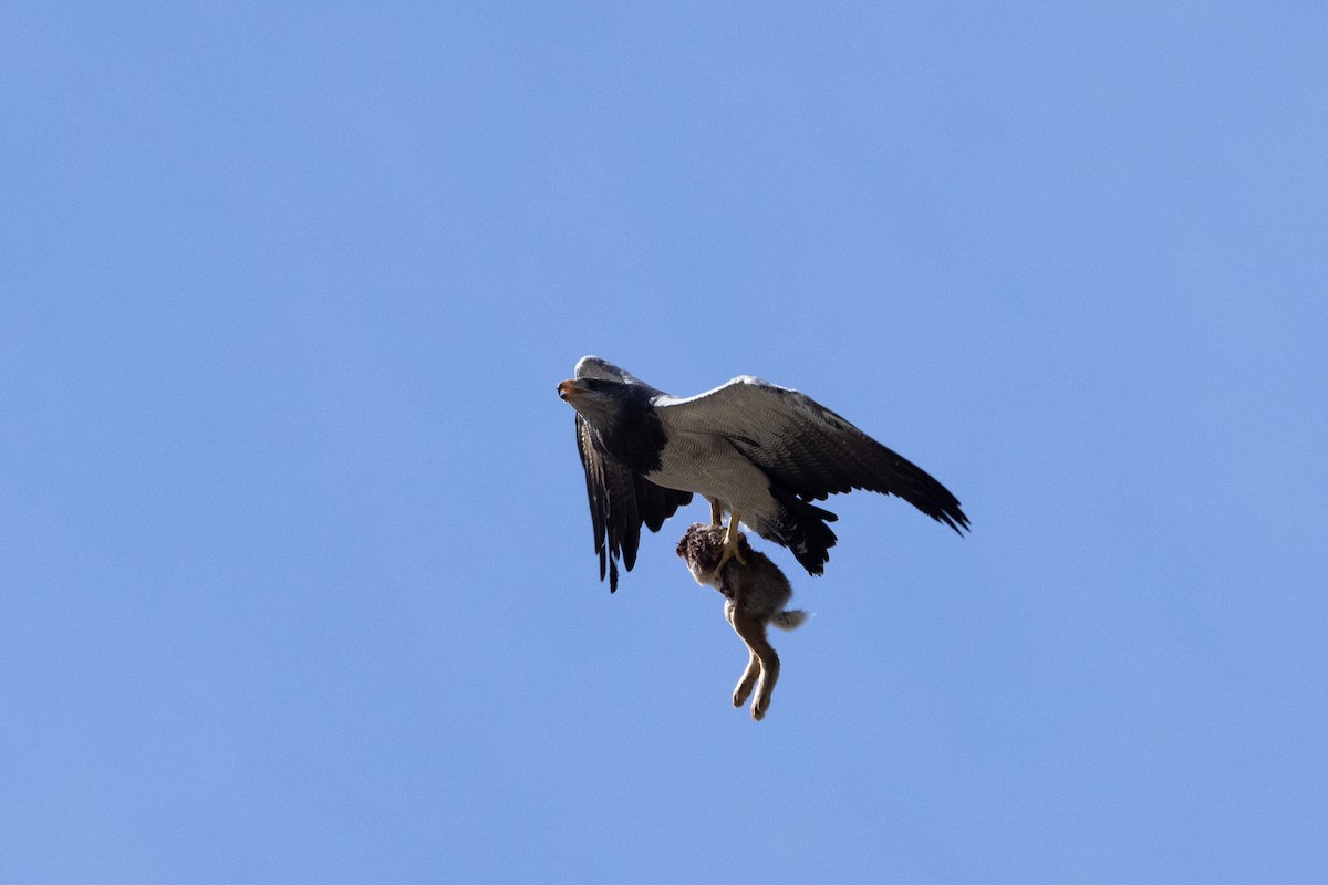 Black-chested Buzzard-Eagle - ML633433037