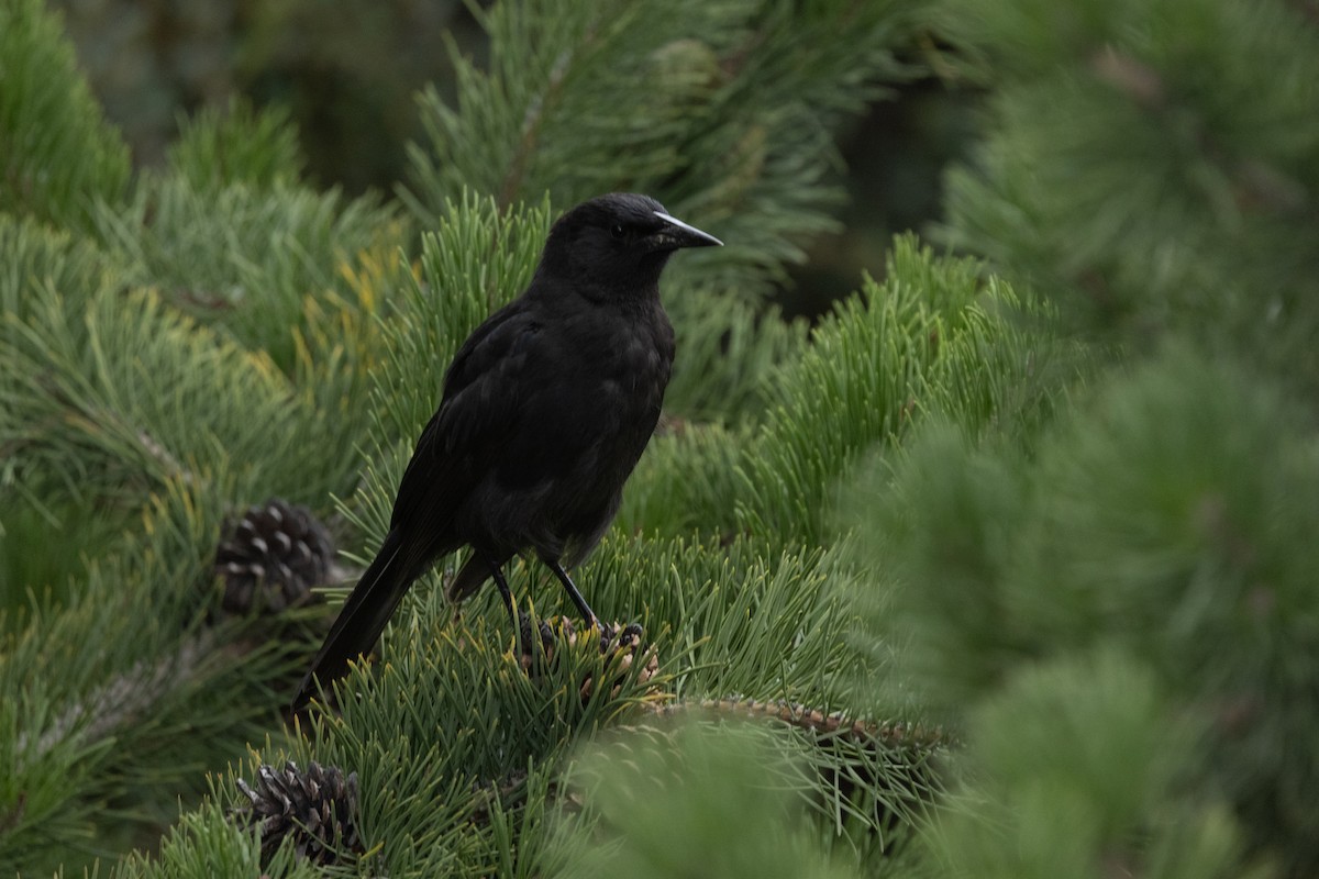 Austral Blackbird - ML633433106
