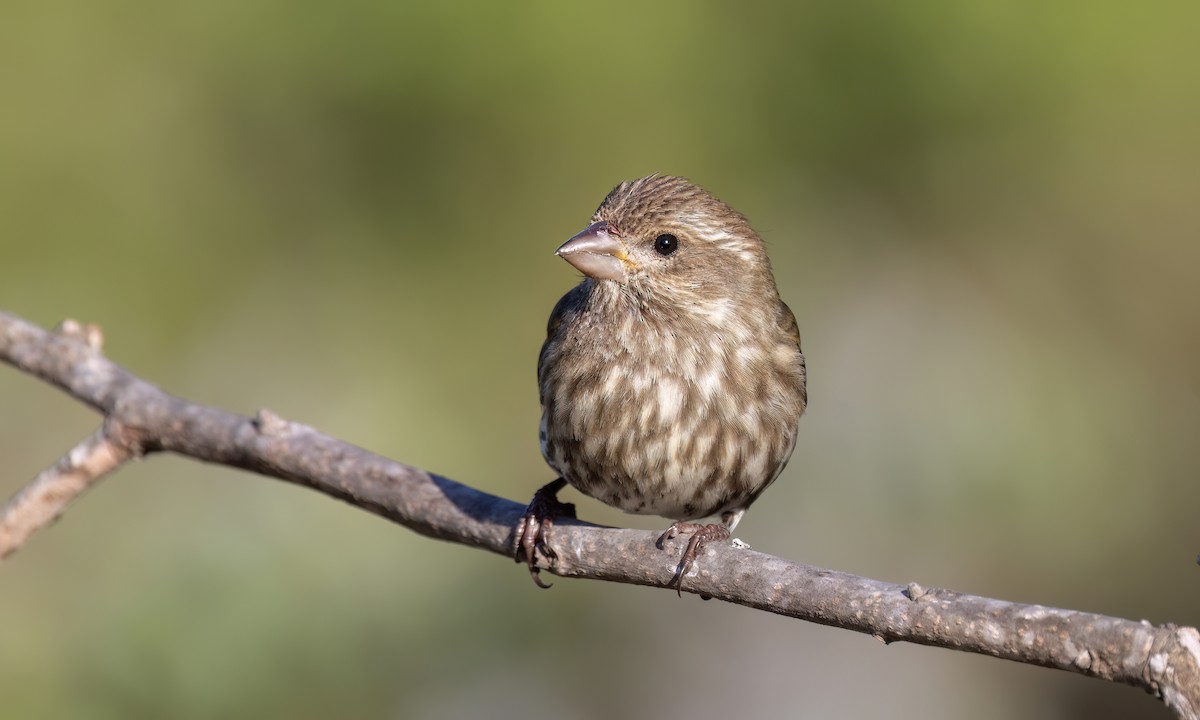 Purple Finch (Western) - ML633433190