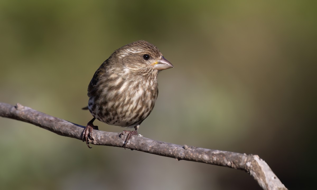 Purple Finch (Western) - ML633433191