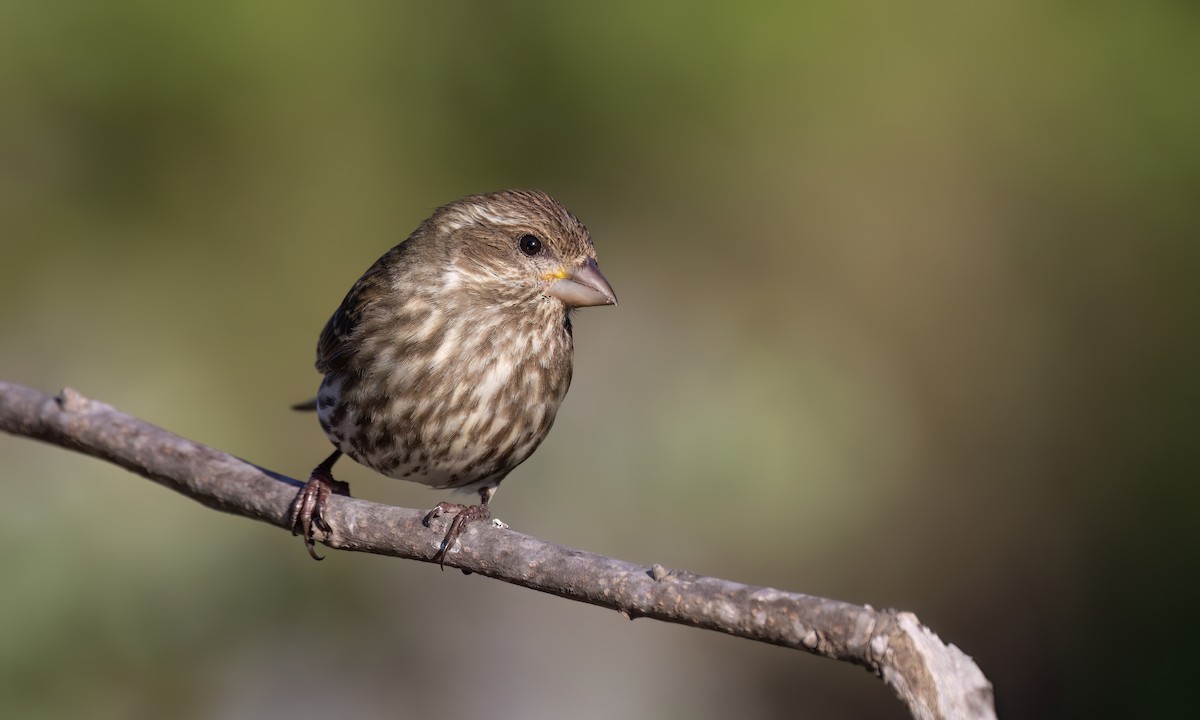 Purple Finch (Western) - ML633433193