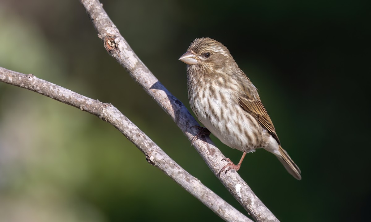 Purple Finch (Western) - ML633433194