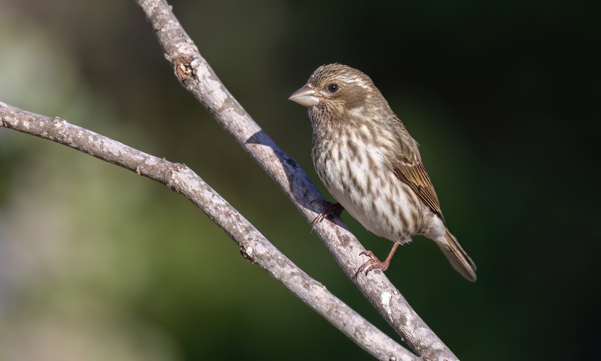 Purple Finch (Western) - ML633433195