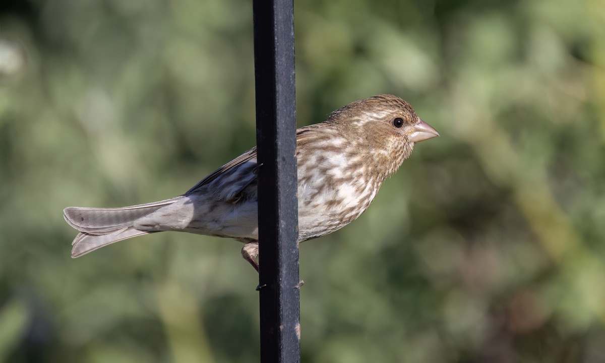 Purple Finch (Western) - ML633433223