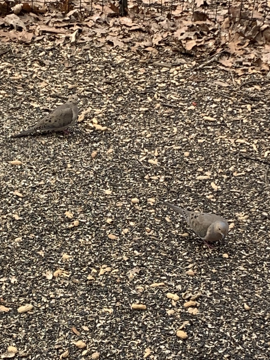 Tourterelle triste - ML633433269