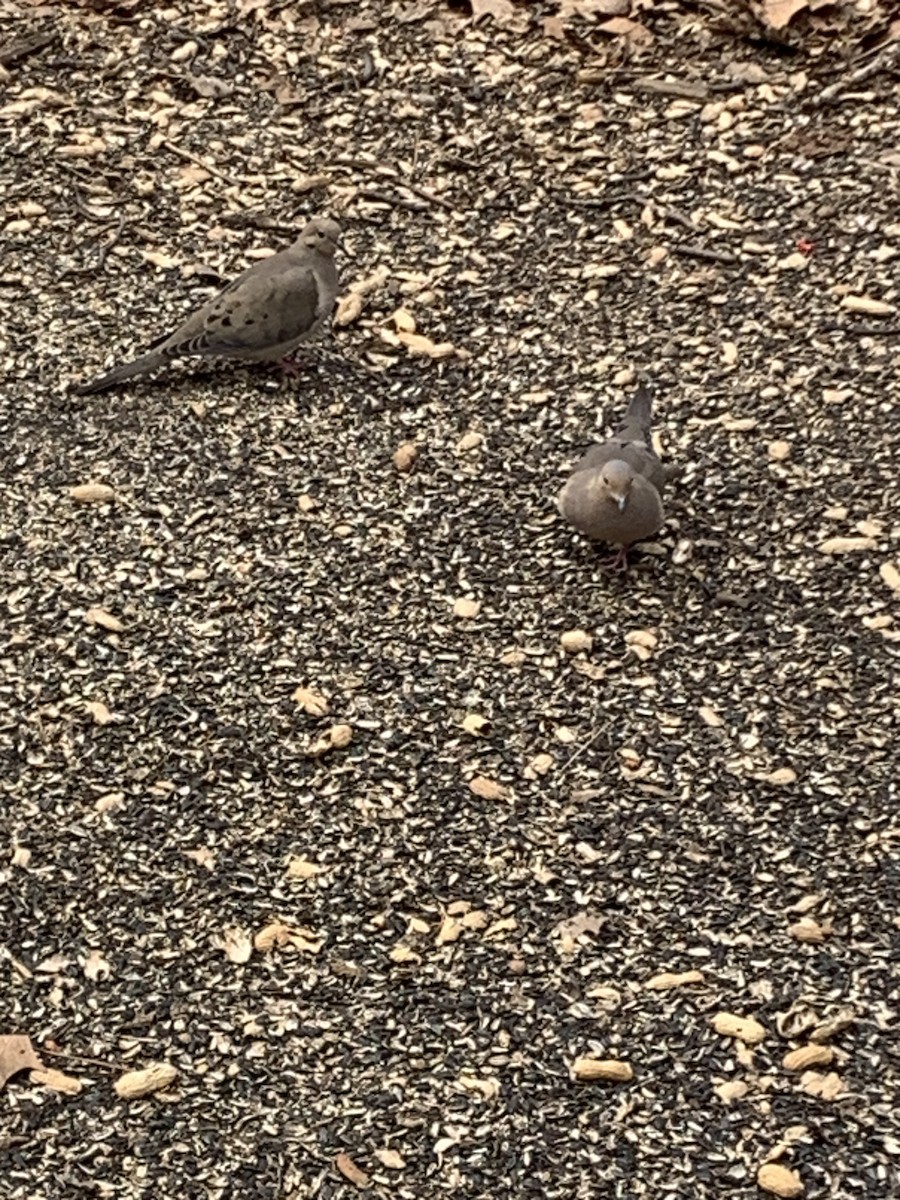 Tourterelle triste - ML633433270