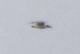 large tern sp. - ML633433276