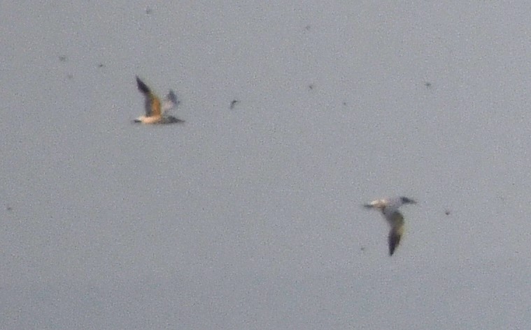large tern sp. - ML633433277