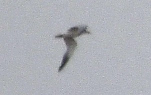 large tern sp. - ML633433278