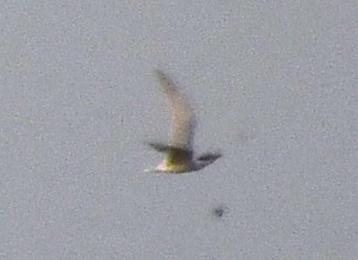 large tern sp. - ML633433279