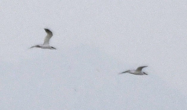 large tern sp. - ML633433281