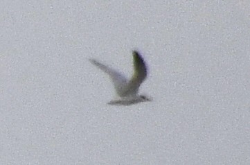 large tern sp. - ML633433282