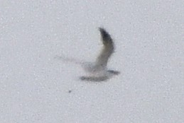 large tern sp. - ML633433284