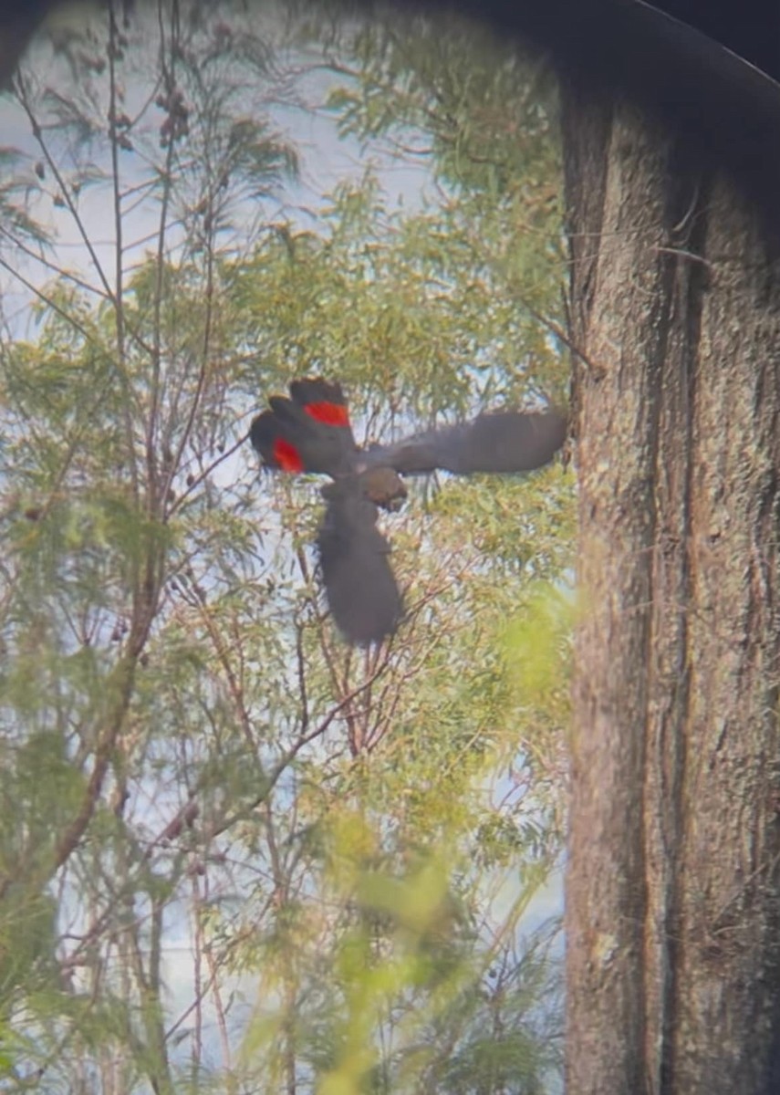Glossy Black-Cockatoo - Max Radvan