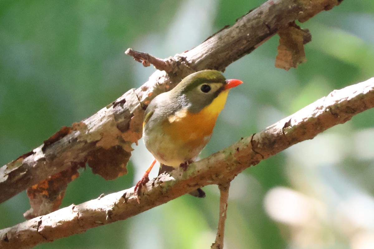 Red-billed Leiothrix - Eric Cameron