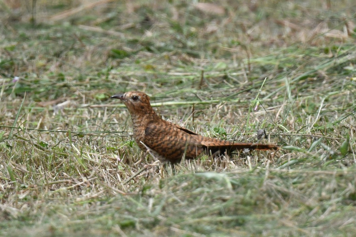 Plaintive Cuckoo - ML633433573