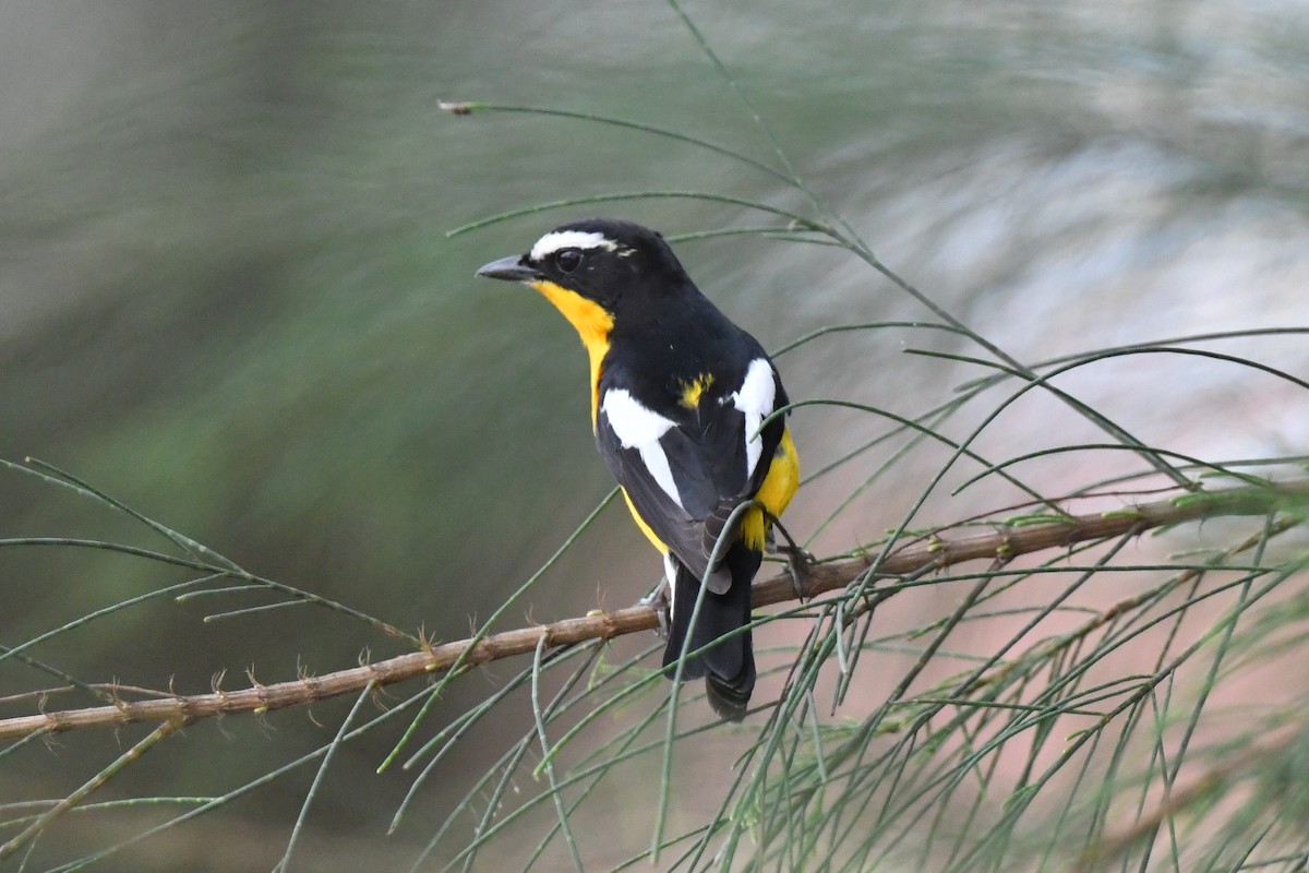 Yellow-rumped Flycatcher - ML633433575