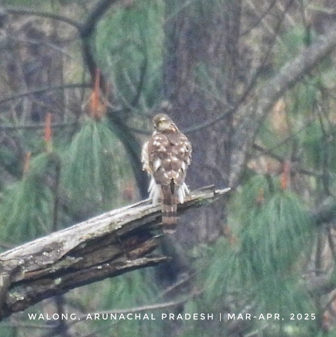 北雀鷹 - ML633433615