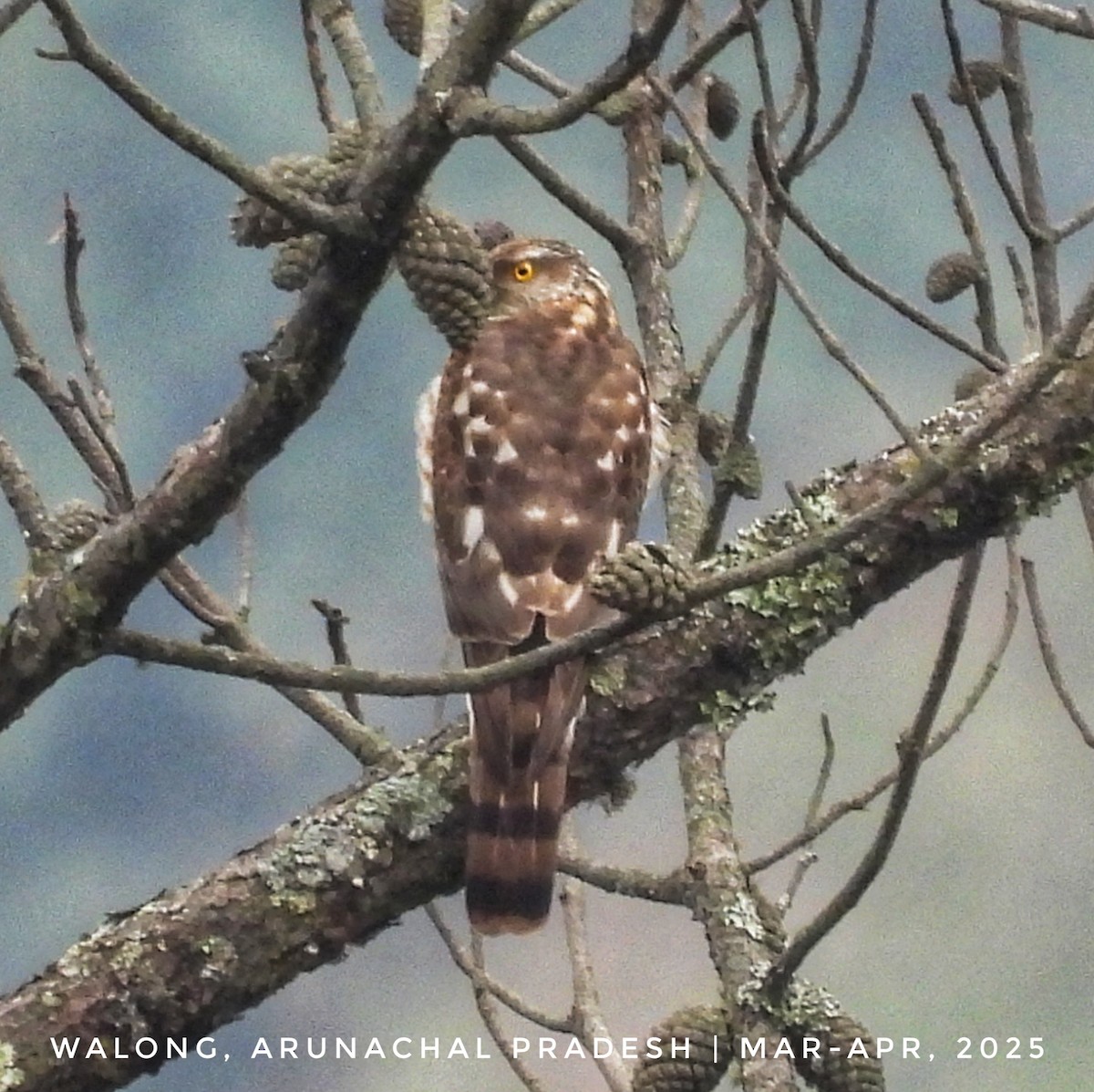 北雀鷹 - ML633433616