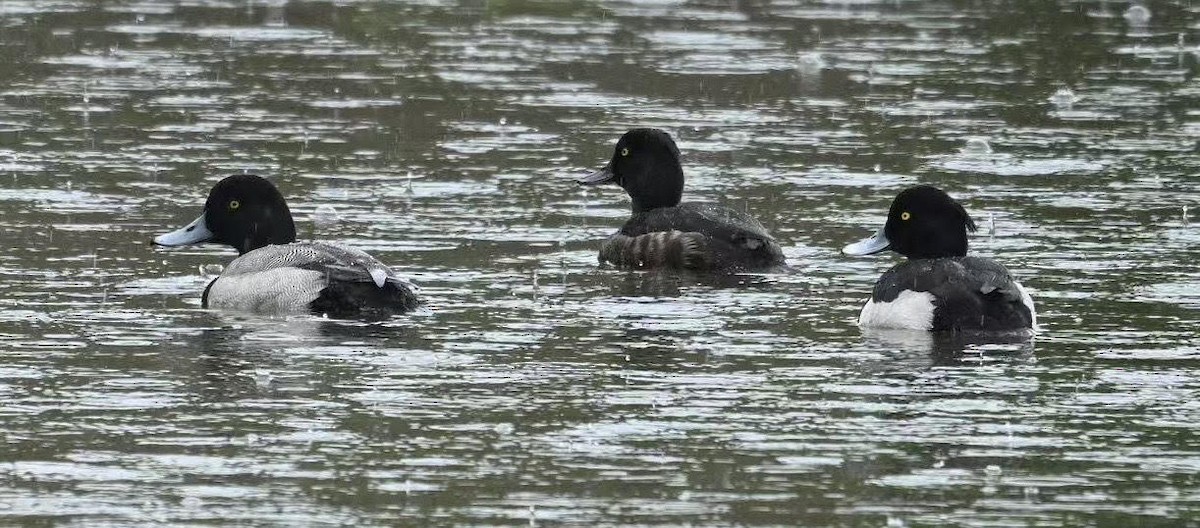 Greater Scaup - ML633433922