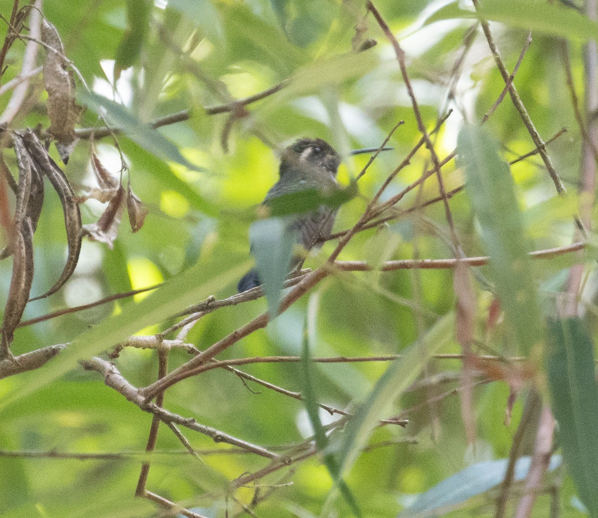 Amethyst-throated Mountain-gem - ML633433950