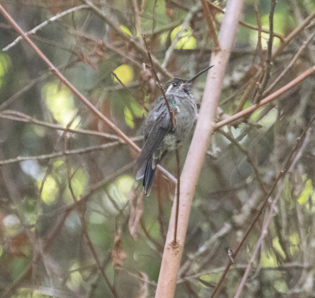 Amethyst-throated Mountain-gem - ML633433951