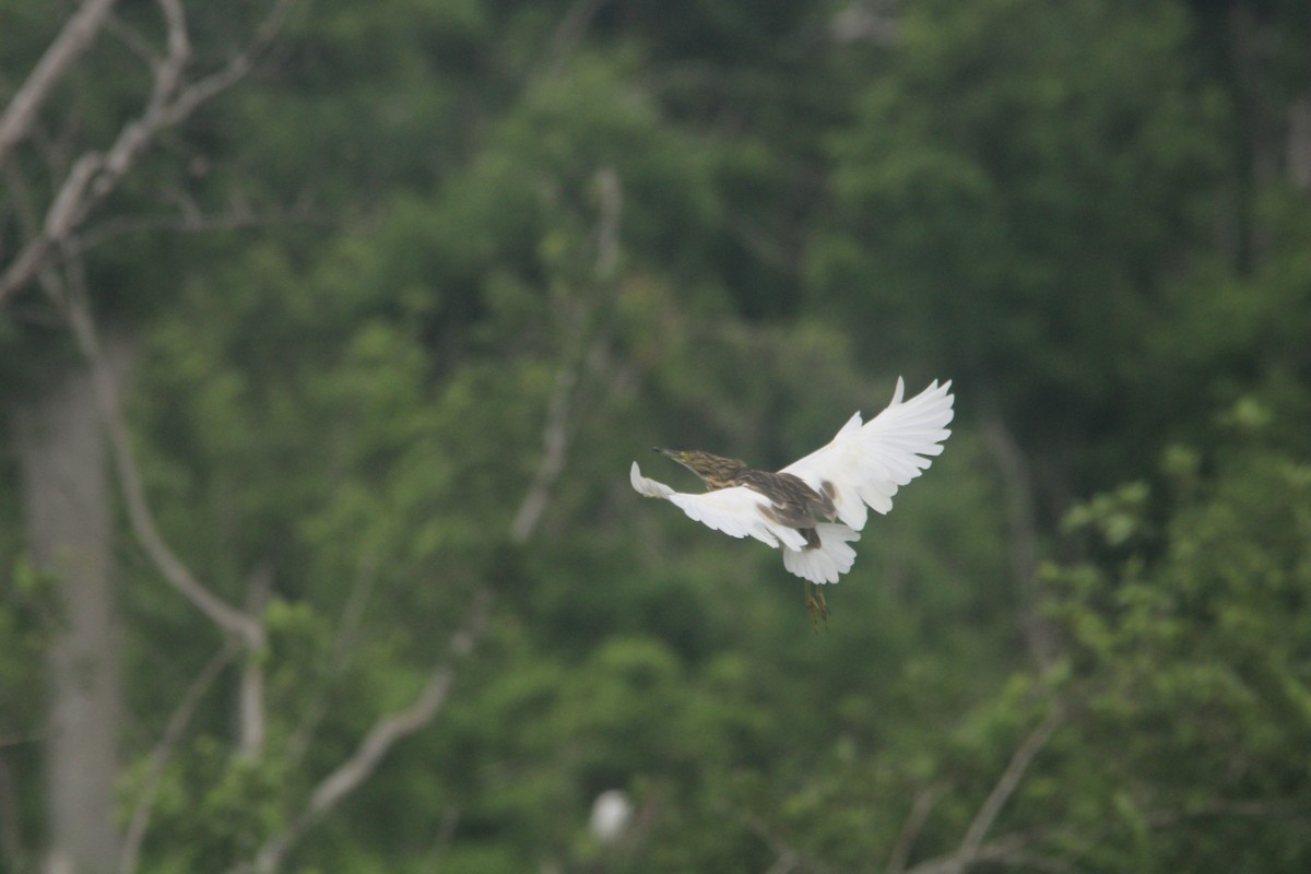 Malagasy Pond-Heron - ML633434090