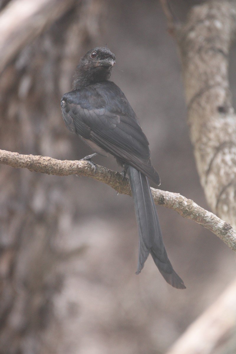 Mayotte Drongo - ML633434125