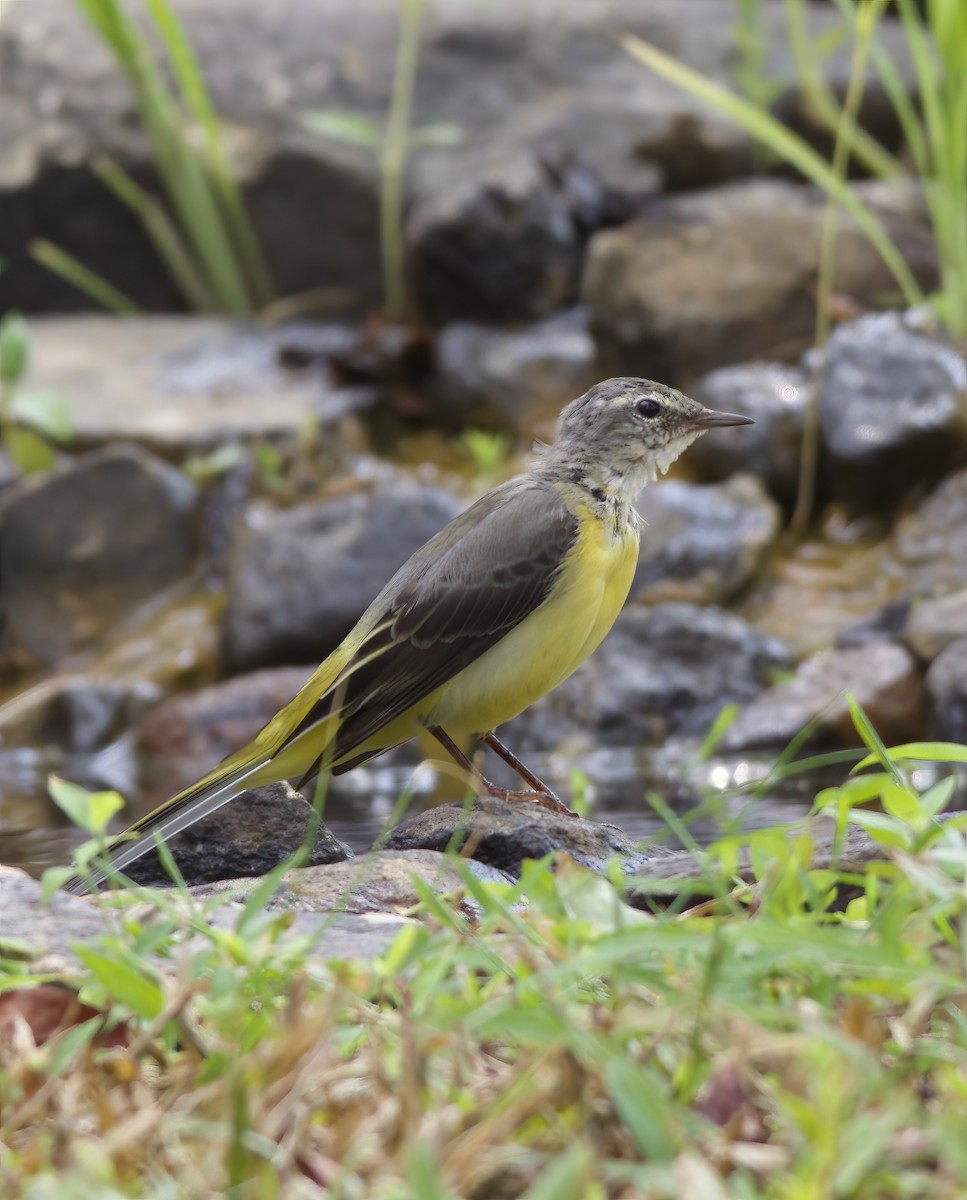 Gray Wagtail - ML633434312