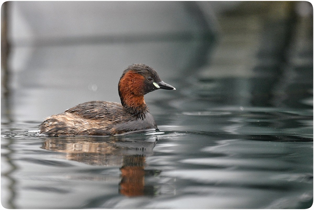 Little Grebe - ML633434366