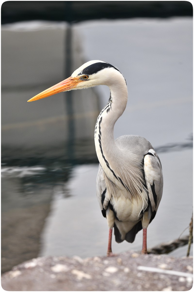 Gray Heron - ML633434374
