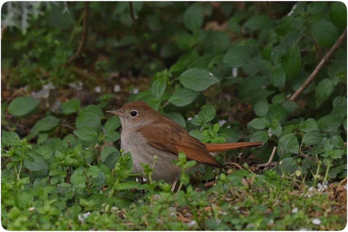 Common Nightingale - ML633434381