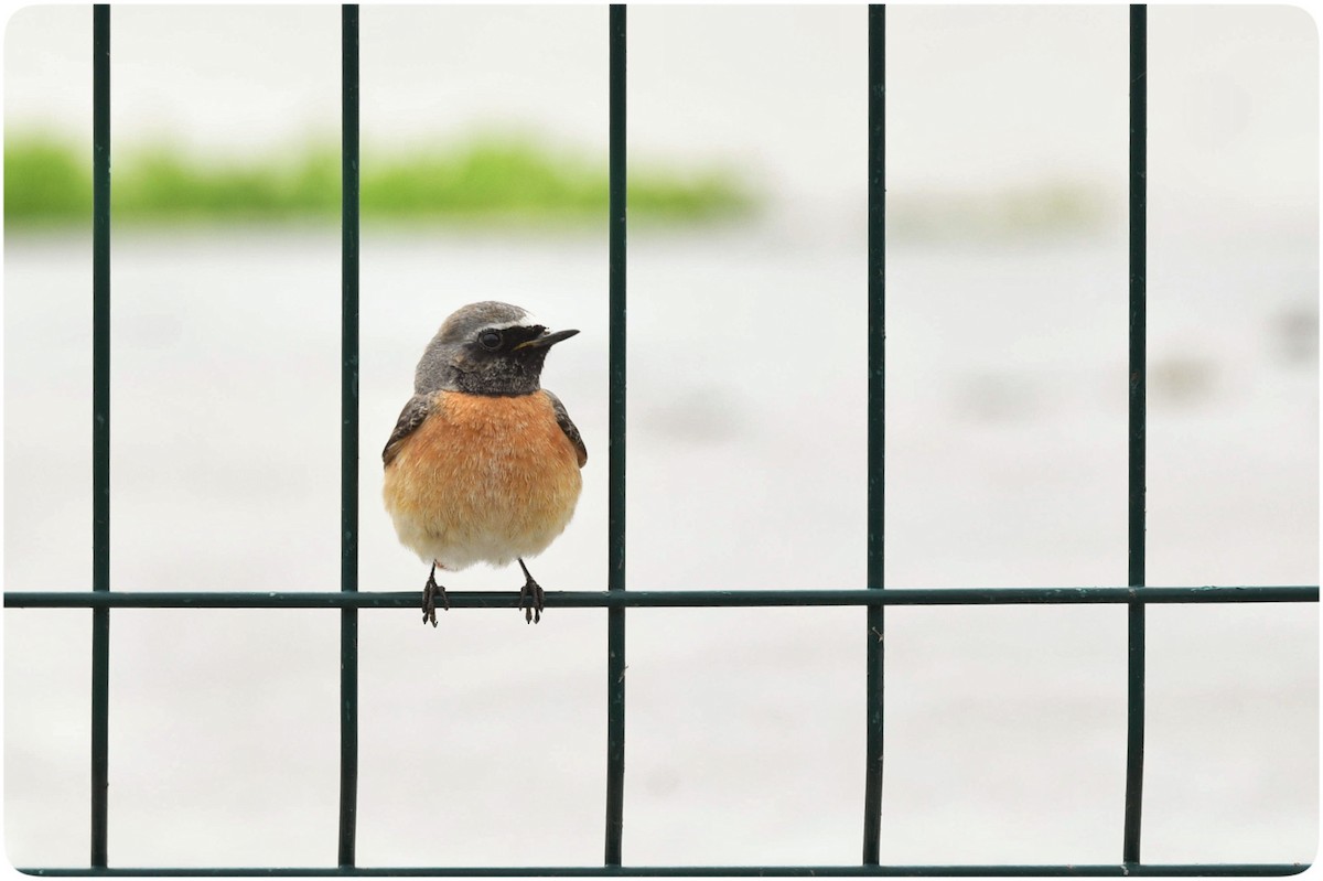 Common Redstart - ML633434383