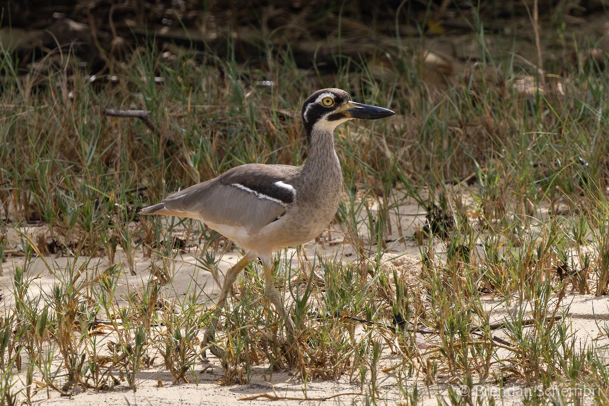 Beach Thick-knee - ML633434524
