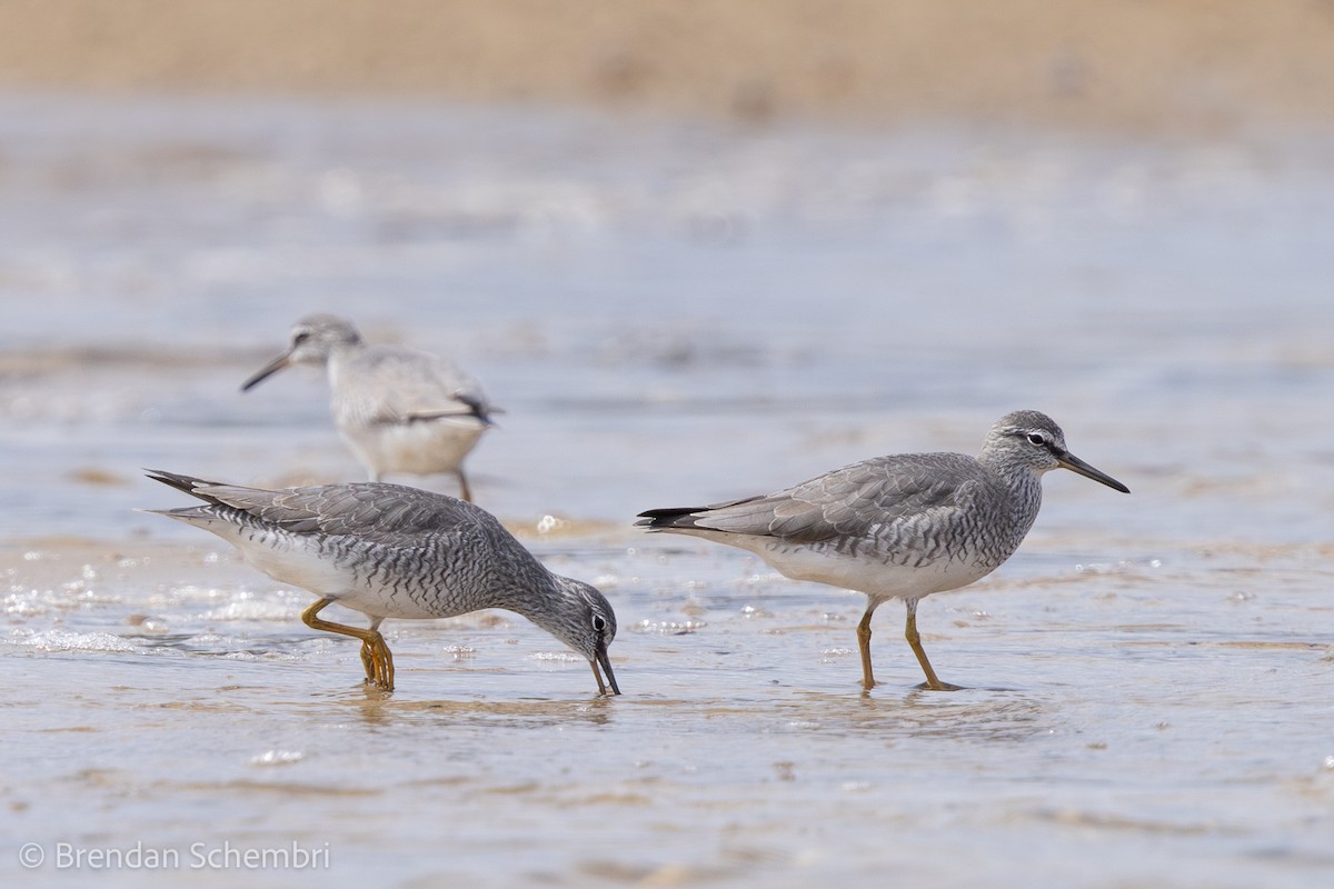 Gray-tailed Tattler - ML633434531